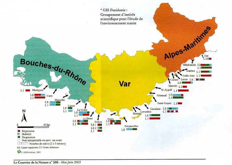 Fichier:Posidonie littoral.jpg