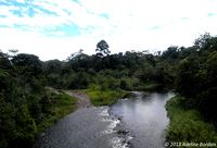 Jungle équatorienne, Région de Pastaza.jpg