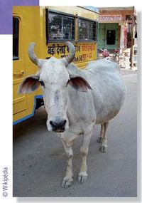 Vache indienne.jpg