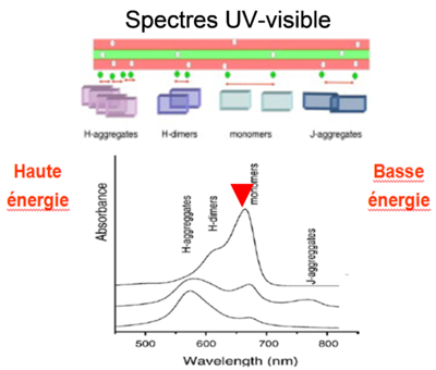 longueur d'onde des différentes formes que prennent les molécules de bleu de méthylène selon leur longueur d'onde. L'énergie est reliée à la longueur d'onde hν = E = hC/λ