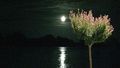 Vignette pour la version du 23 octobre 2013 à 21:24