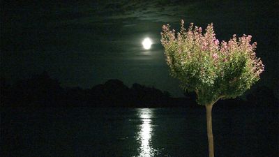 L'arbre et la lune