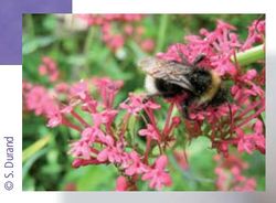 Abeille.jpg