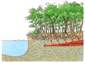 Pouvoir épurateur des forêts alluviales - CEN Auvergne.jpg