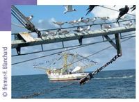 Bateaux de pêche au saumon.jpg