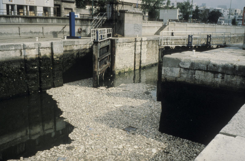 Fichier:Mortalité poissons.jpg
