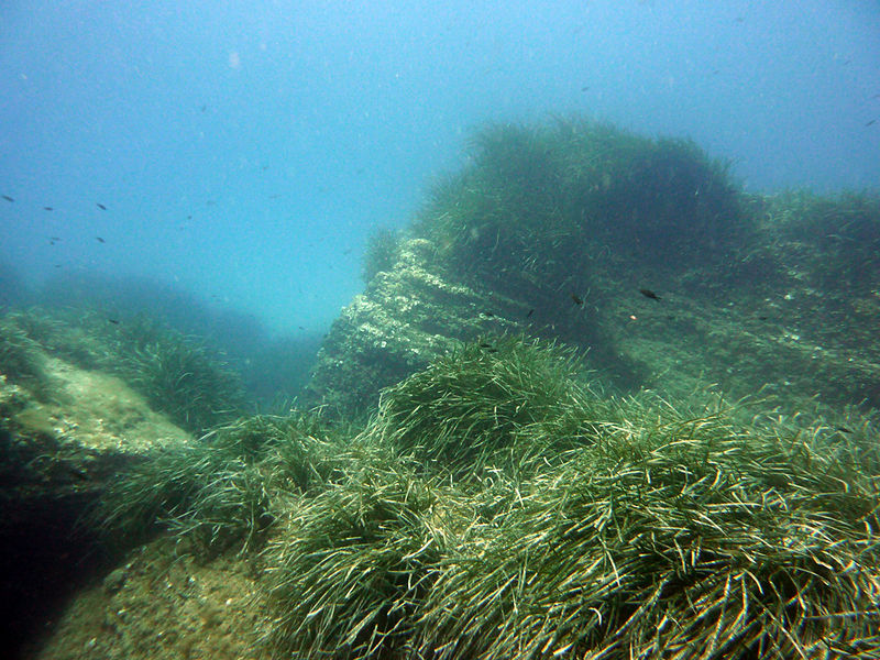 Fichier:Posidonia oceanica.jpg