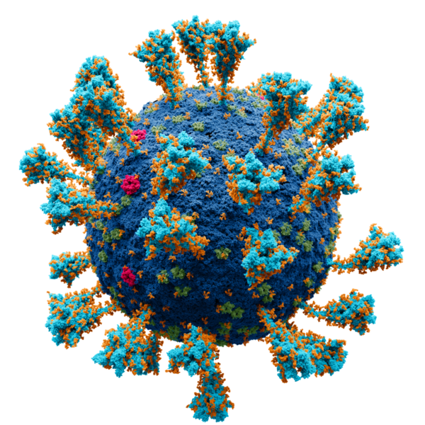 Fichier:Coronavirus. SARS-CoV-2.png