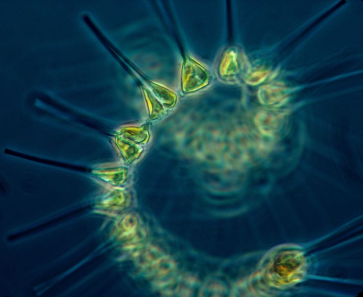 Fichier:Phytoplankton - the foundation of the oceanic food chain.jpg