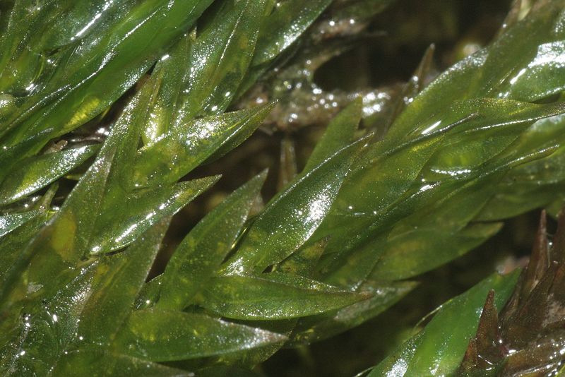 Fichier:Bryophyte.jpg