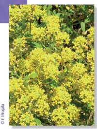 Sedum alfredii.jpg