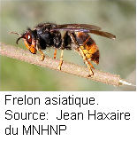 Fichier:Frelon.bmp